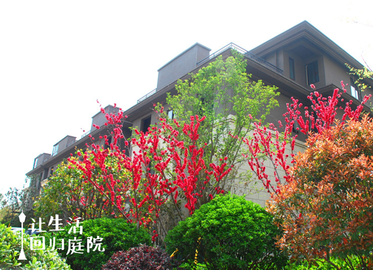 前后张望南阳50年：：这样的庭院，，很难再有了！！